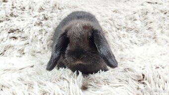 Zakrslý beránek, králíček, králík - BIBI - 17