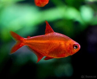 Endlerka (Poecilia wingei) - 17