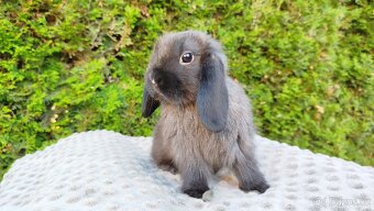 Zakrslý beránek, králíček, králík - PATRIK - 17