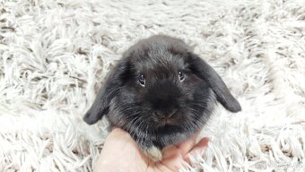 Zakrslý beránek, králíček, králík - BRUNO - 17