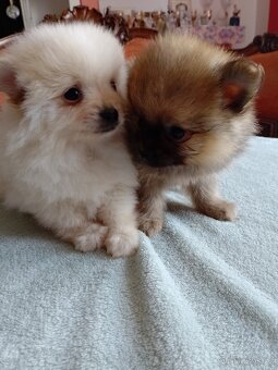 Pomeranian špic - 17