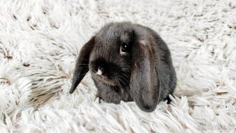 Zakrslý beránek, králíček, králík - PEGGY - 17