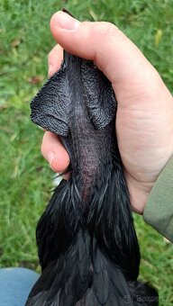 Kohouti Ayam Cemani, Cemanky, Cemanské slepice - 17