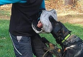 Německy ovčák s PP pracovní spojení -fena, pes - 17