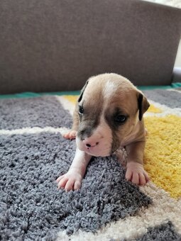 Americký stafordšírský teriér s PP - 17