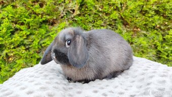 Zakrslý beránek, králíček, králík - PATRICIE - 17