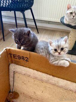 Britská koťata Whiskas - 17