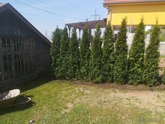 Tuja Smaragd, vavrínovec, červienka - Brno - 17