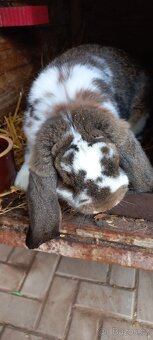 Francouzský  beran - 17