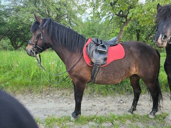 Huculská klisna, hucul, pony, malý kůň - 17