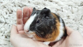 Morče, Morčata, Morčátko, Morčátka - JUSTÝNA A JESSIE - 17