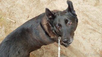 CONNIE K ADOPCI - nejvěrnější parťačka, mazel na N-tou - 17