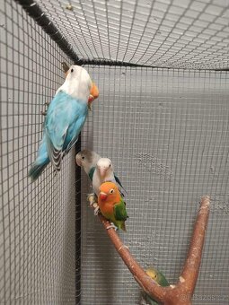 Agapornis ficheri - 17