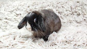 Zakrslý beránek, králíček, králík - 17