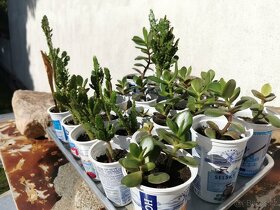 Sukulenty. kaktusy, tlustice, sansevierie, pokojové rostliny - 17