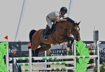 Mladý valach ČT - 17