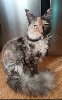 Koťata mainská mívalý - 17