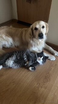 Zlatý retrívr ke krytí bez pp - 17