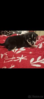 Čivava mini štěňata bez pp - 17
