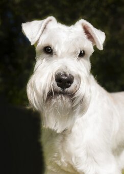 CHS Švarcava - Knírač malý bílý s PP - 17