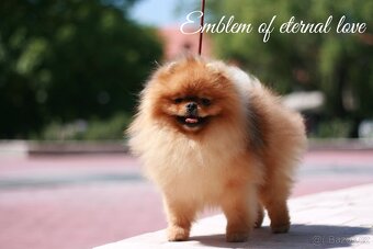 Pomeranian FCI - 17