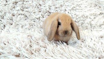 Zakrslý beránek, králíček, králík - JIJI - 17