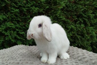 Zakrslý beránek, králíček, králík - NOAH - 17
