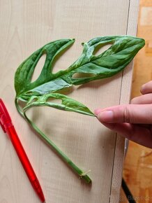 Alocasia, philodendron, syngonium, monstera a další - 17