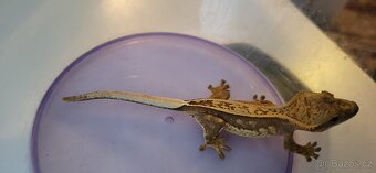 AKCE HALLOWEEN Pagekon řasnatý Correlophus cilliatus - 17