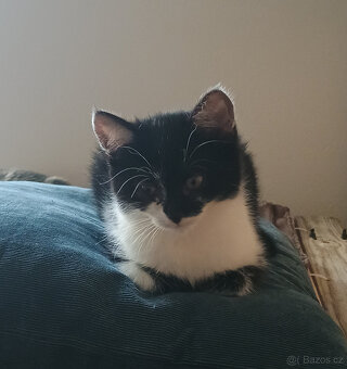 Koťata, kotě, jen do dobrých rukou - 17