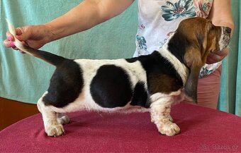 Štěňata Bassethound s PP - 17