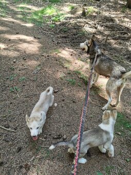 Sibiřský Husky - štěňátka - 17
