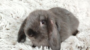Zakrslý beránek, králíček, králík - PEGAS - 17