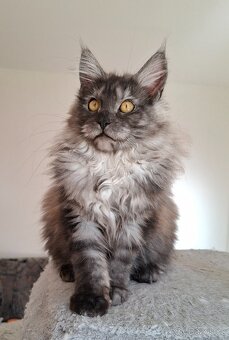MAINE COON - Mainská mývalia s PP - 17