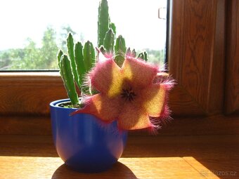 Kaktusy a sukulenty 30 Kč za kus - 17