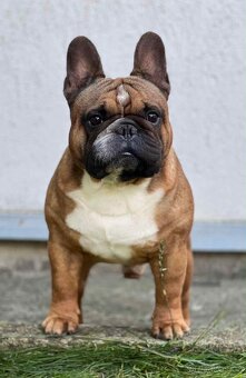 TOP francouzský buldoček s PP FCI - 17