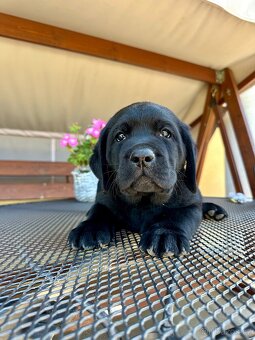 IHNED K ODBĚRU Labradorský Retriever s PP - 17