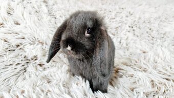 Zakrslý beránek, králíček, králík - PEGGY - 17