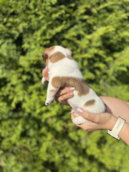 Jack Russell teriéra - 17