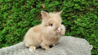 Zakrslý králík, králíček -(lvíček)-TESSIE - 17