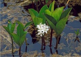 lotosy  lekníny vodní rostliny rákos řezan zblochan ostřice - 17
