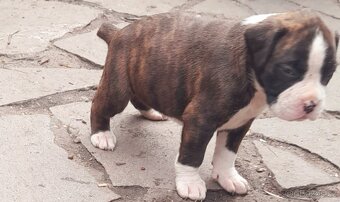 ŽÍHANÁ ŠTĚŇÁTKA NEMECKÝ BOXER bez PP - 17