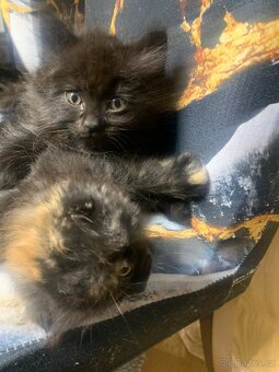 Britská koťátka - 17