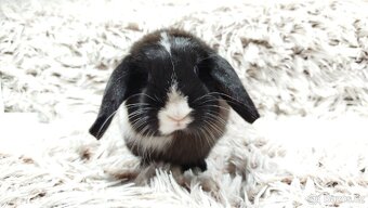 Zakrslý beránek, králíček, králík - 17