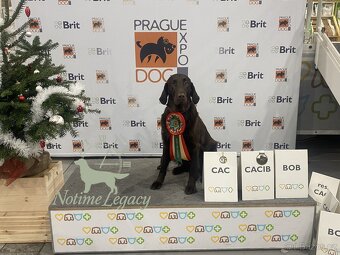 Flat coated retriever - 17