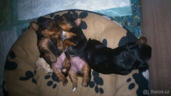 Jorkšírský teriér krytí, připuštění - 17