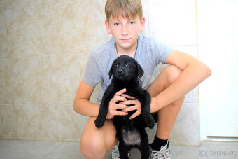 Šteňátka - 17