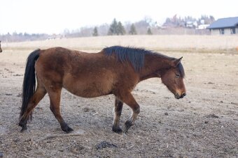 Huculská klisna, hucul, rekreace, vyjížďky, hipoterapie. - 17