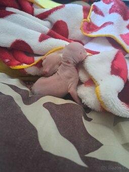Koťe Sphynx - 17