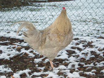 Kohout do chovu k prodeji - 17